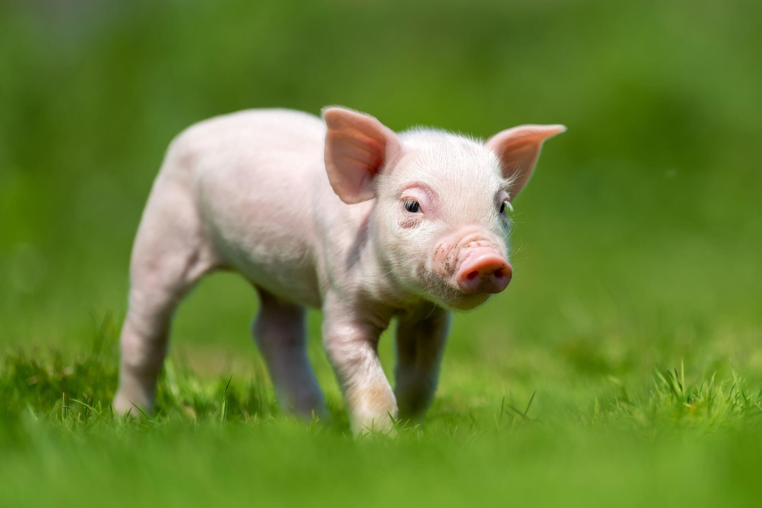 Kiaulių laikymo vietos biologinio saugumo priemonių iliustracija